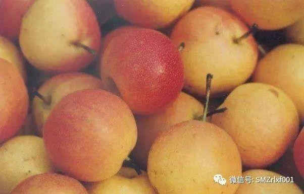 最上乘学佛一百问 73、[ 有人说梨子不能供佛，是真的吗？]插图