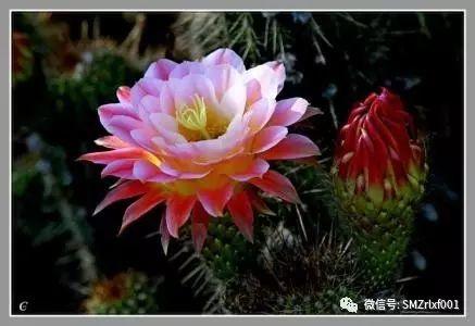 最上乘学佛一百问 70、[ 可以用仙人掌供佛吗？]插图2
