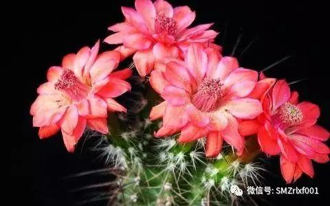 最上乘学佛一百问 70、[ 可以用仙人掌供佛吗？]插图3