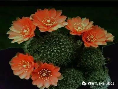 最上乘学佛一百问 70、[ 可以用仙人掌供佛吗？]插图