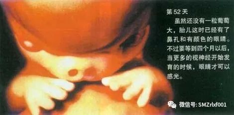 十二因缘法解析 [ 第二部分：住胎藏世界 ]插图14