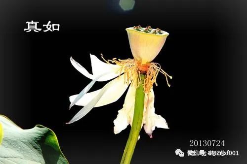 略谈 ‘ 法身慧命 ’ [ 甚深佛法（19）]插图1