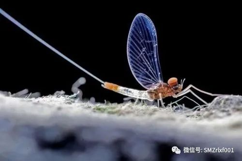 略谈 ‘ 法身慧命 ’ [ 甚深佛法（19）]插图11