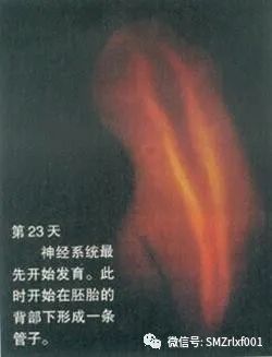 十二因缘法解析 [ 第二部分：住胎藏世界 ]插图9