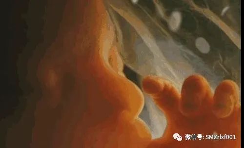 十二因缘法解析 [ 第二部分：住胎藏世界 ]插图7
