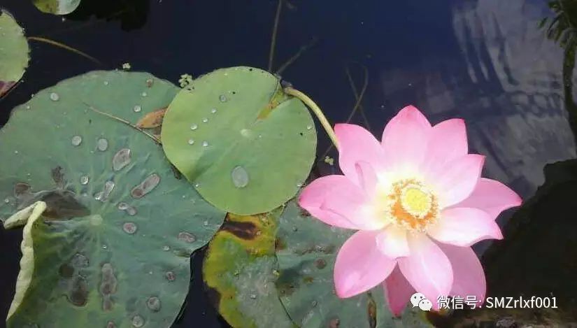 略说‘ 清净 ’插图2