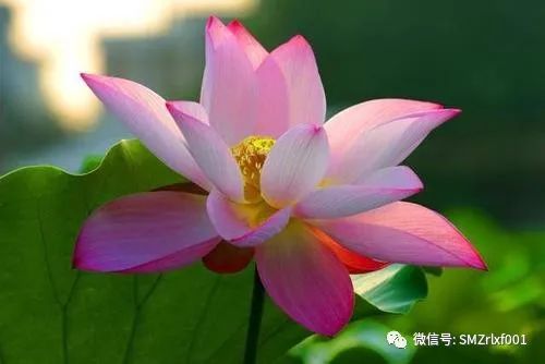 略谈 ‘ 法身慧命 ’ [ 甚深佛法（19）]插图3