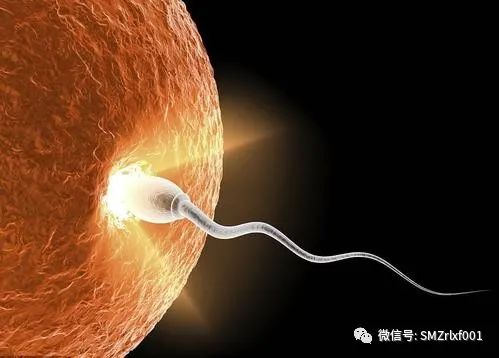 略谈人生（ 之二 ）生命的内涵是什么 ？  [ 甚深佛法（41）]插图3