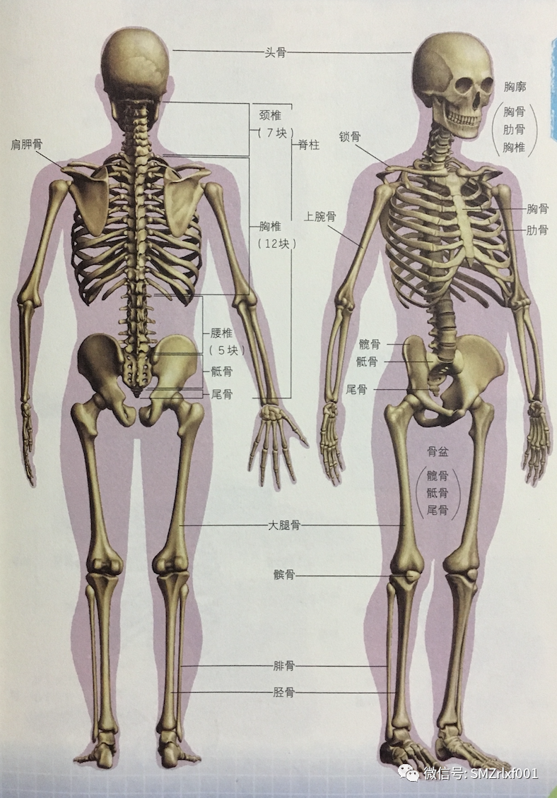 极乐世界的七重栏楯、七重罗网……难道是防野猪和小偷吗？[ 甚深佛法（61）]插图6