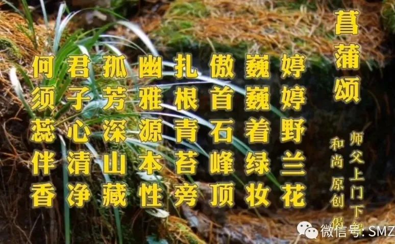 由 ‘ 菖蒲草 ’ 而想到的……插图20