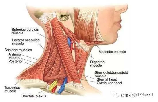 极乐世界的七重栏楯、七重罗网……难道是防野猪和小偷吗？[ 甚深佛法（61）]插图16
