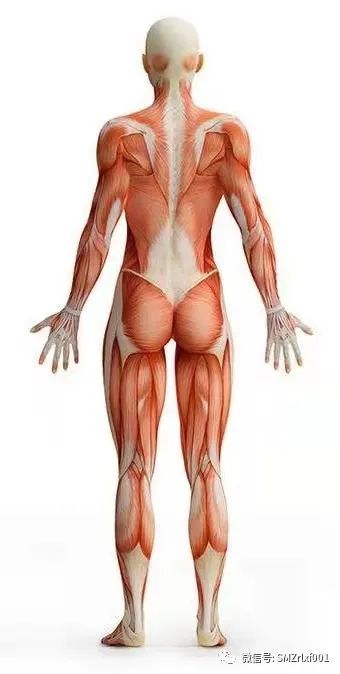 极乐世界的七重栏楯、七重罗网……难道是防野猪和小偷吗？[ 甚深佛法（61）]插图14