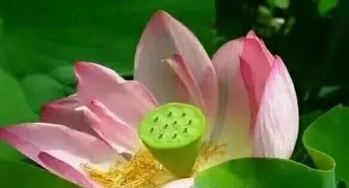 深解 ‘ 执持名号 ’   [ 国学文化（1）]插图