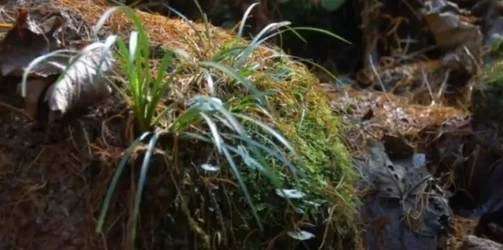 由 ‘ 菖蒲草 ’ 而想到的……插图10