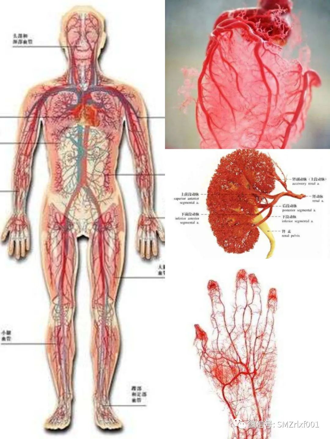 极乐世界的七重栏楯、七重罗网……难道是防野猪和小偷吗？[ 甚深佛法（61）]插图10