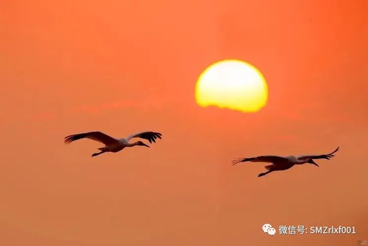 极乐世界非净土 ！ [ 国学文化 （5）]插图12