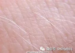 极乐世界的七重栏楯、七重罗网……难道是防野猪和小偷吗？[ 甚深佛法（61）]插图11