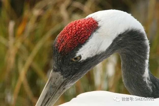 “ 一句佛号念到底 ” 是波旬赐你的一杯毒酒 [ 国学文化（2）]插图
