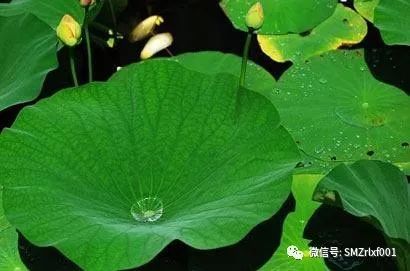 深解 ‘ 执持名号 ’   [ 国学文化（1）]插图15