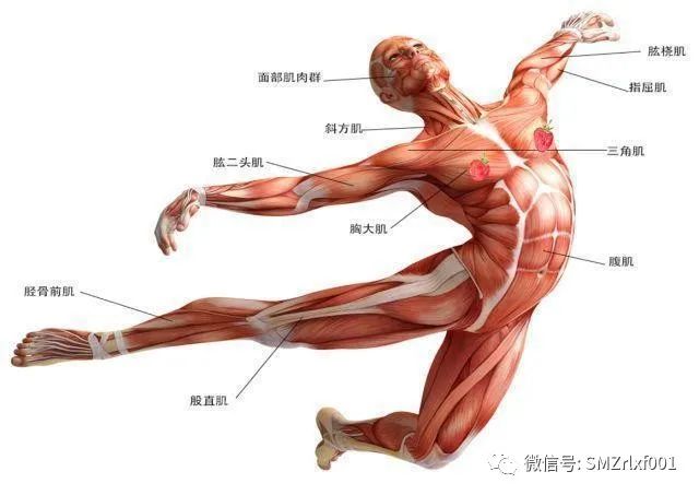 极乐世界的七重栏楯、七重罗网……难道是防野猪和小偷吗？[ 甚深佛法（61）]插图3