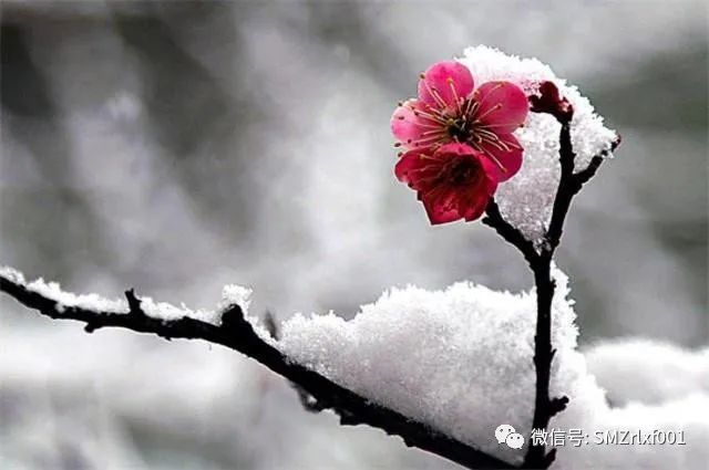 佛法真谛（之九）觅心不可得——禅宗第一公案 浅释 [甚深佛法（74）]插图13
