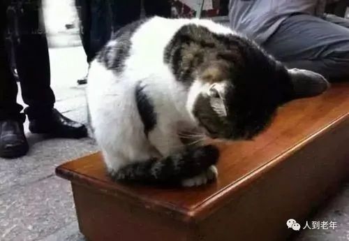 佛法真谛（ 十九 ）佛法无边  与  大道至简  [甚深佛法（ 84 ）]插图10