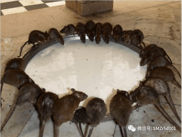 佛法真谛（ 二十八 ）解读《楞严经》中，四种清净明诲 ( 之三） [ 如不断偷，必落邪道！] [ 甚深佛法（93）]插图5