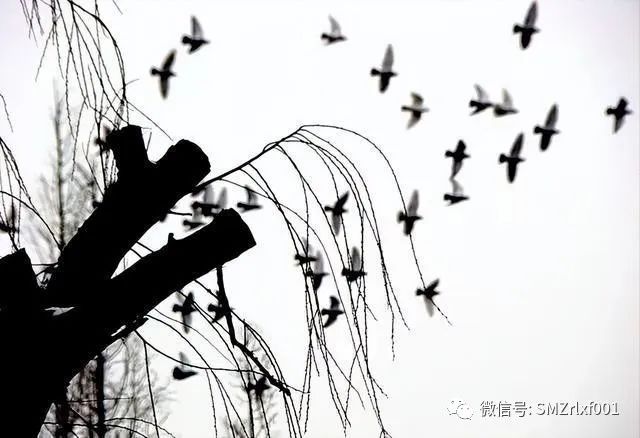 佛法真谛（ 二十九 ）解读《楞严经》，四种清净明诲 ( 之四 ） [ 打大妄语者，如刻人粪 ] [ 甚深佛法（94）]插图1