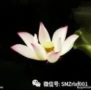 佛法真谛（ 34 ）《真如颂（ 之一 ）》释义 [ 甚深佛法 ( 99 ) ]插图12