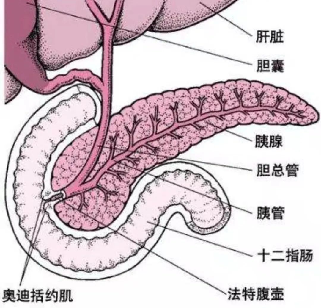 正确认识糖尿病：[ 糖尿病不是病 ]插图20
