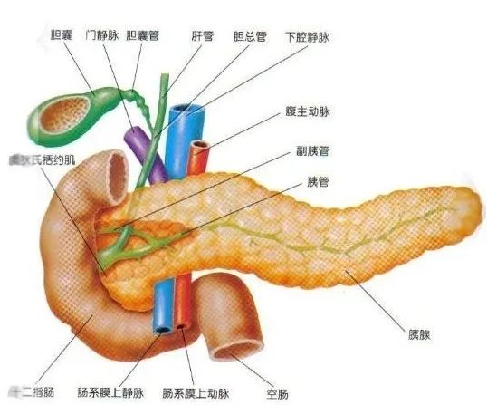 正确认识糖尿病：[ 糖尿病不是病 ]插图11